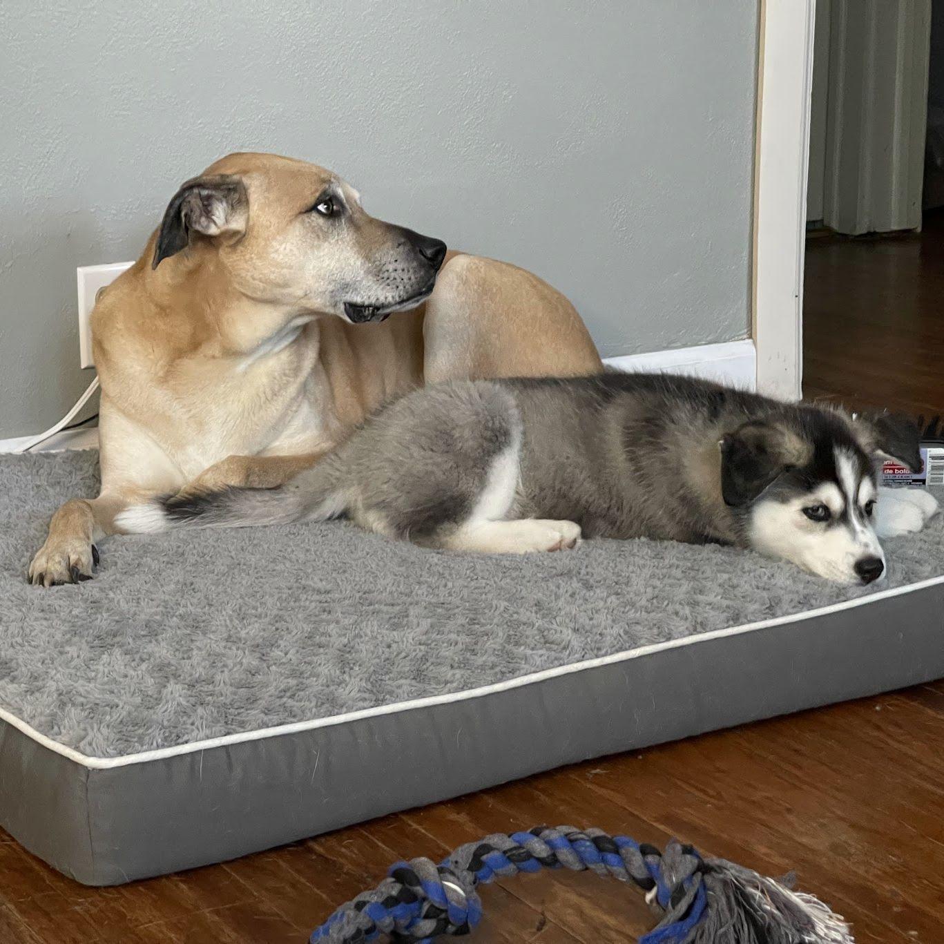 Adopted our first puppy together to join Suzanne's Dog