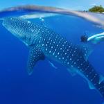 Whale Shark Tours