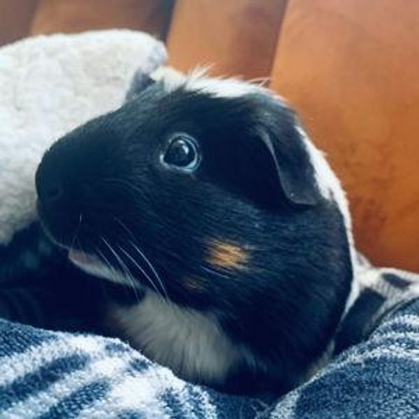 Treat our Guinea Pigs!