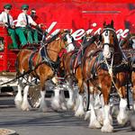 Budweiser Brewery Experience