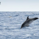 Little Toot Dolphin Adventure