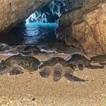 Turtle Cove