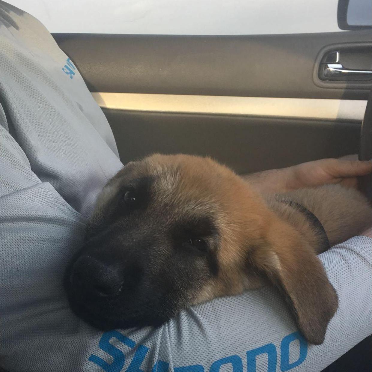 Bringing home our sweet baby Sailor