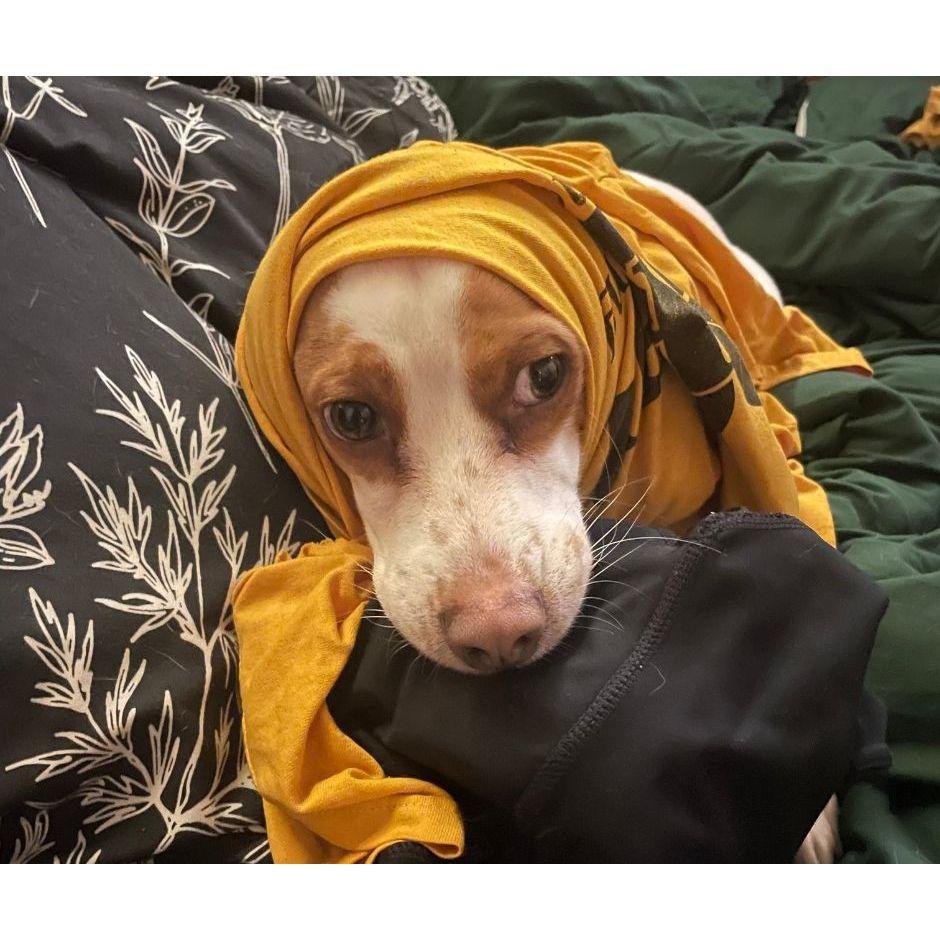 Bagel guarding shirts.
