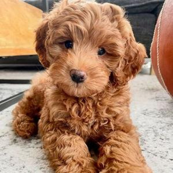 Puppy Fund