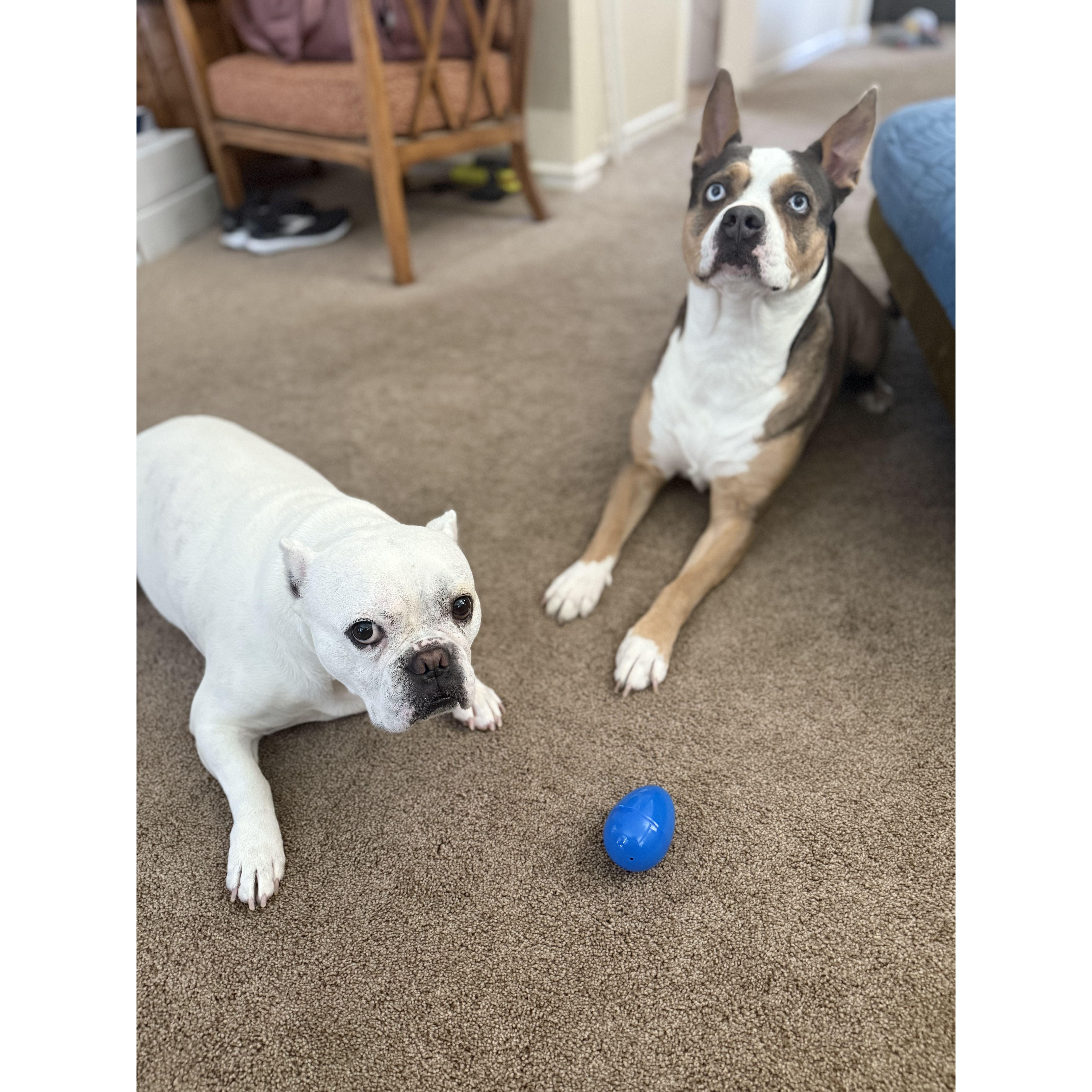 Our fur babies...Bentley and Kobe