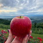 Carter Mountain Orchard and Country Store