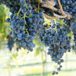 Mediterranean Cellars, LLC.