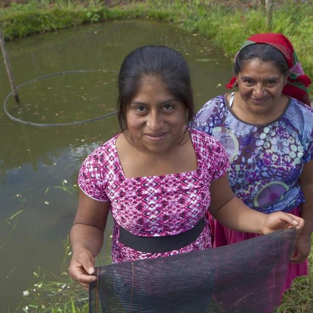 Gift of 3 Schools of Fish