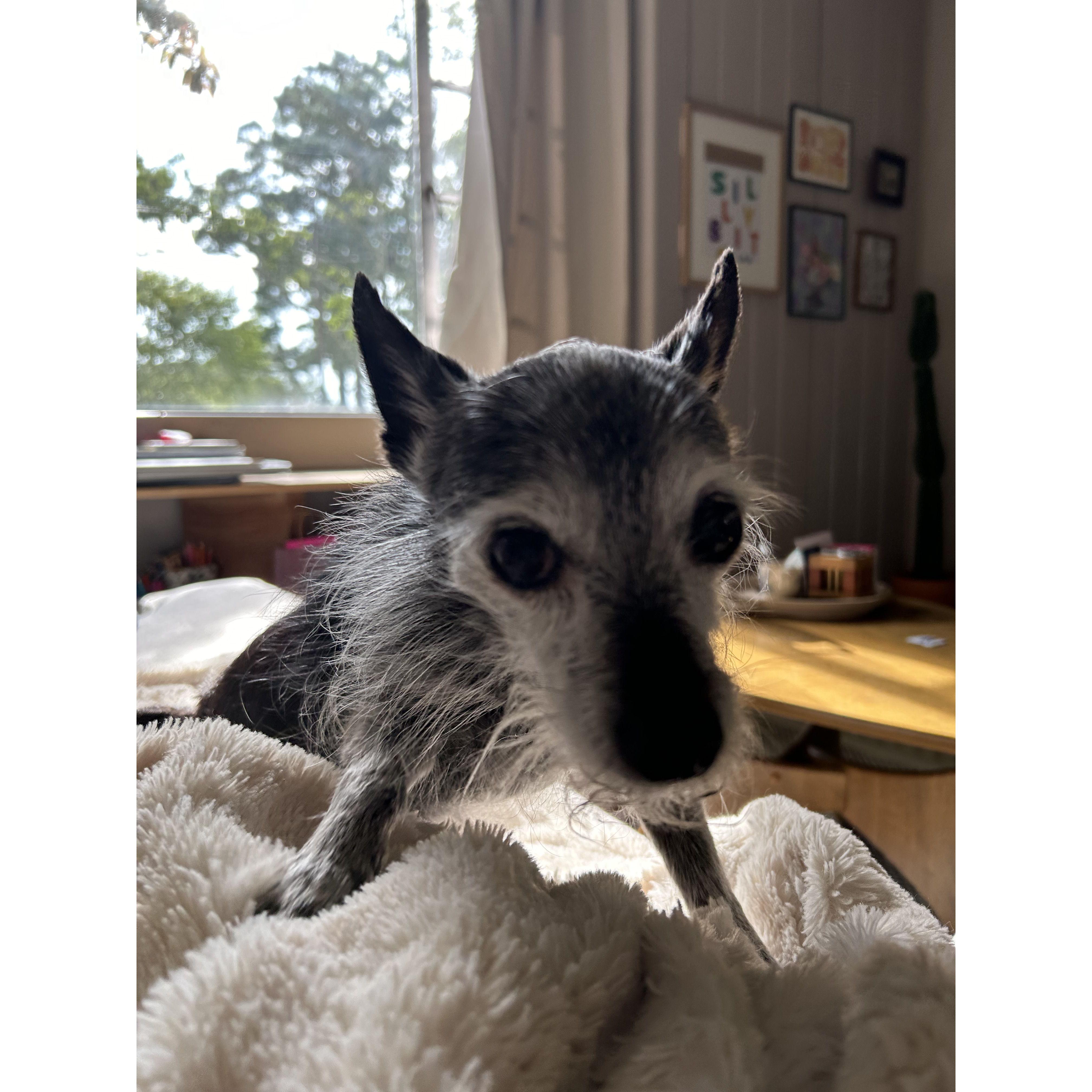 Cute dog tax.