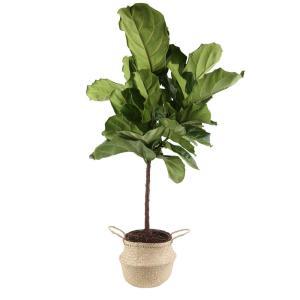 Ficus Lyrata Fiddle-Leaf Fig Standard Tree Floor Plant in 9.25 in. Grower Pot in Seagrass Natural Basket
