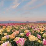 Skagit Valley Tulip Festival
