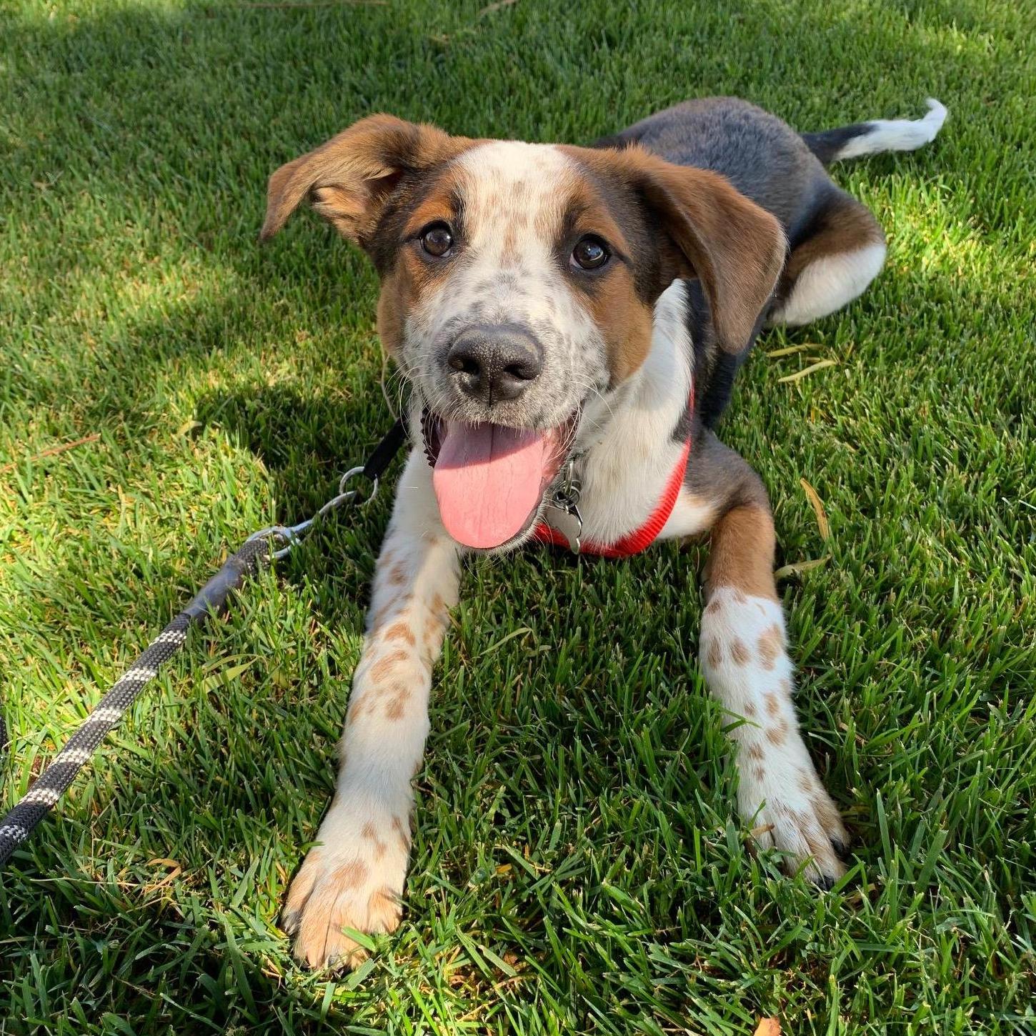 Fur baby #2