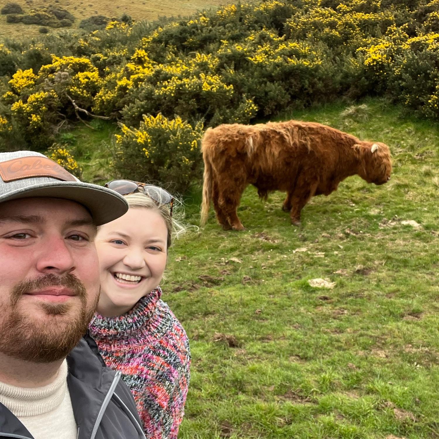 Highland cow of Scotland