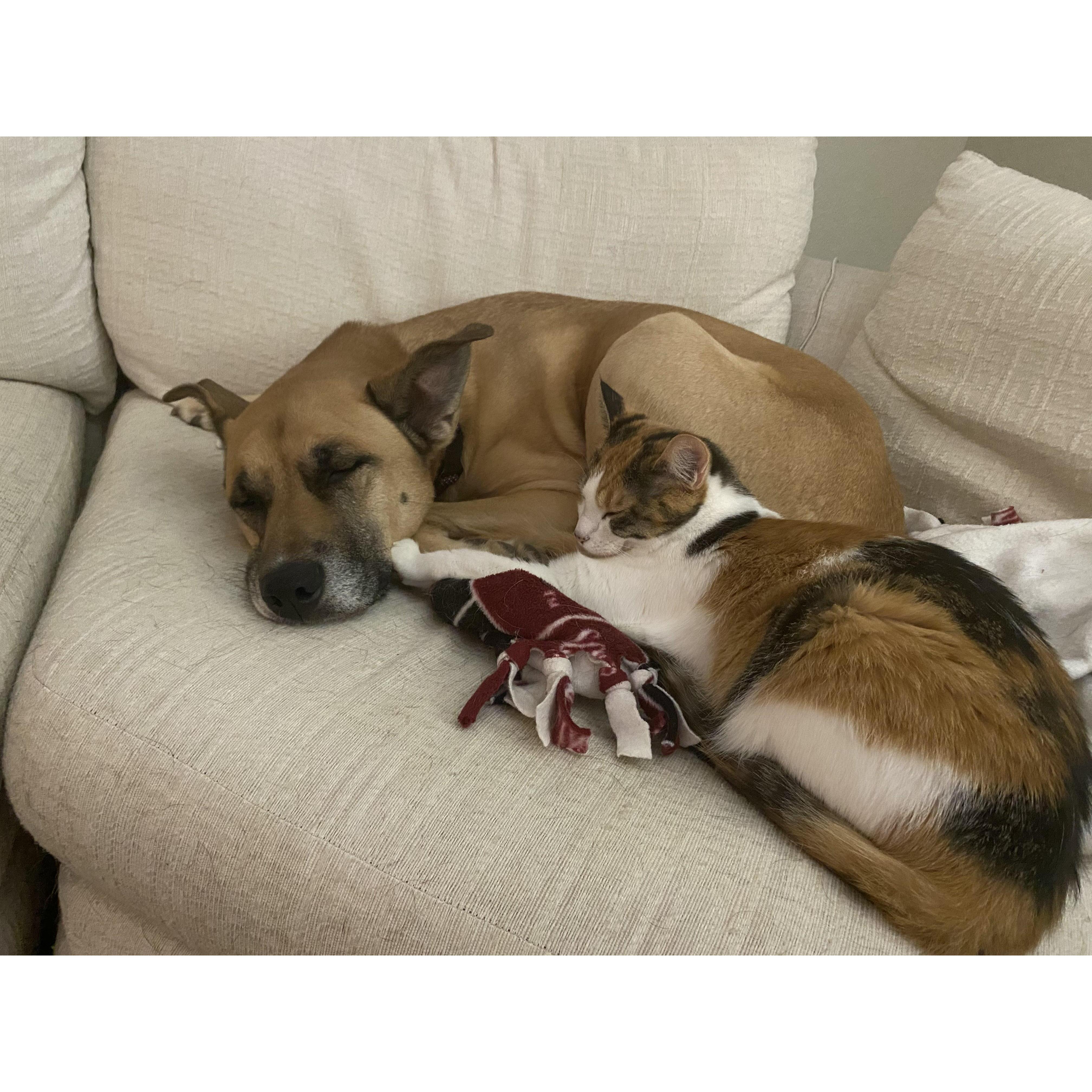 Gigi and Maya taking a nap