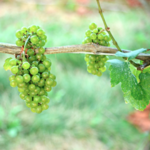 Chamard Vineyards Bistro