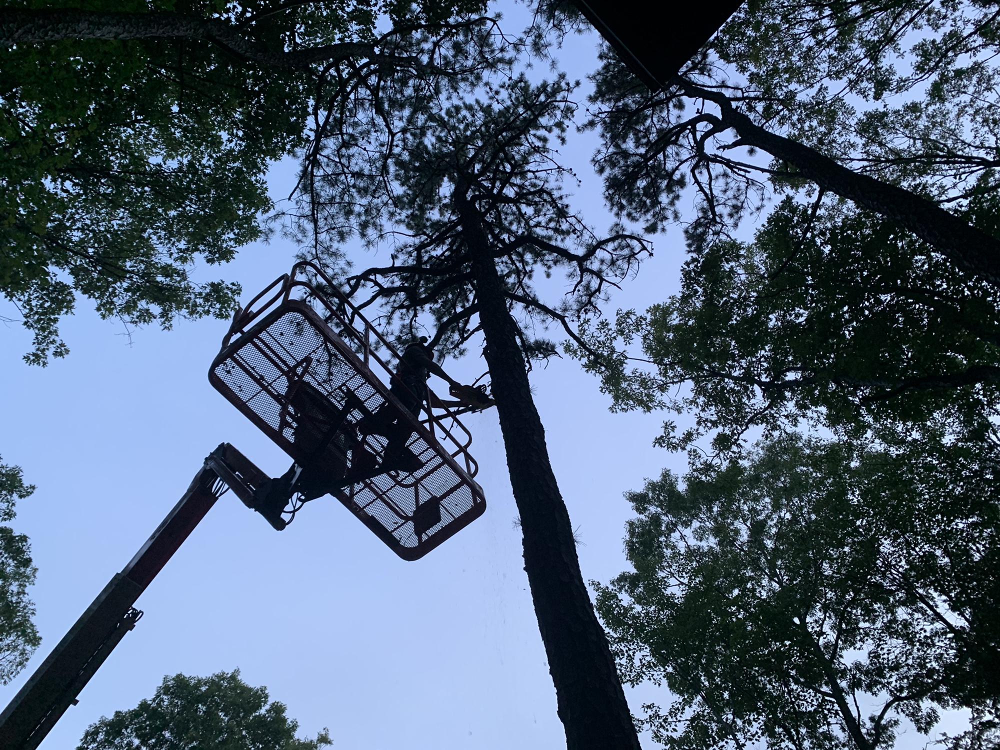 Quick tree limb trim