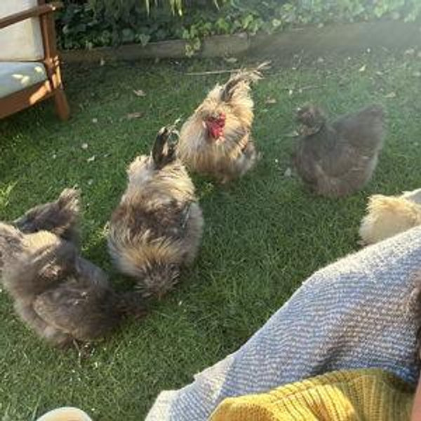 New Chicken Coop Fund
