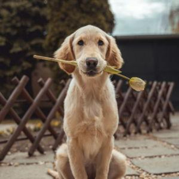 Our Future Puppy Fund