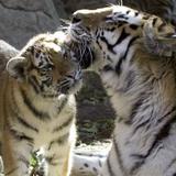 Denver Zoo