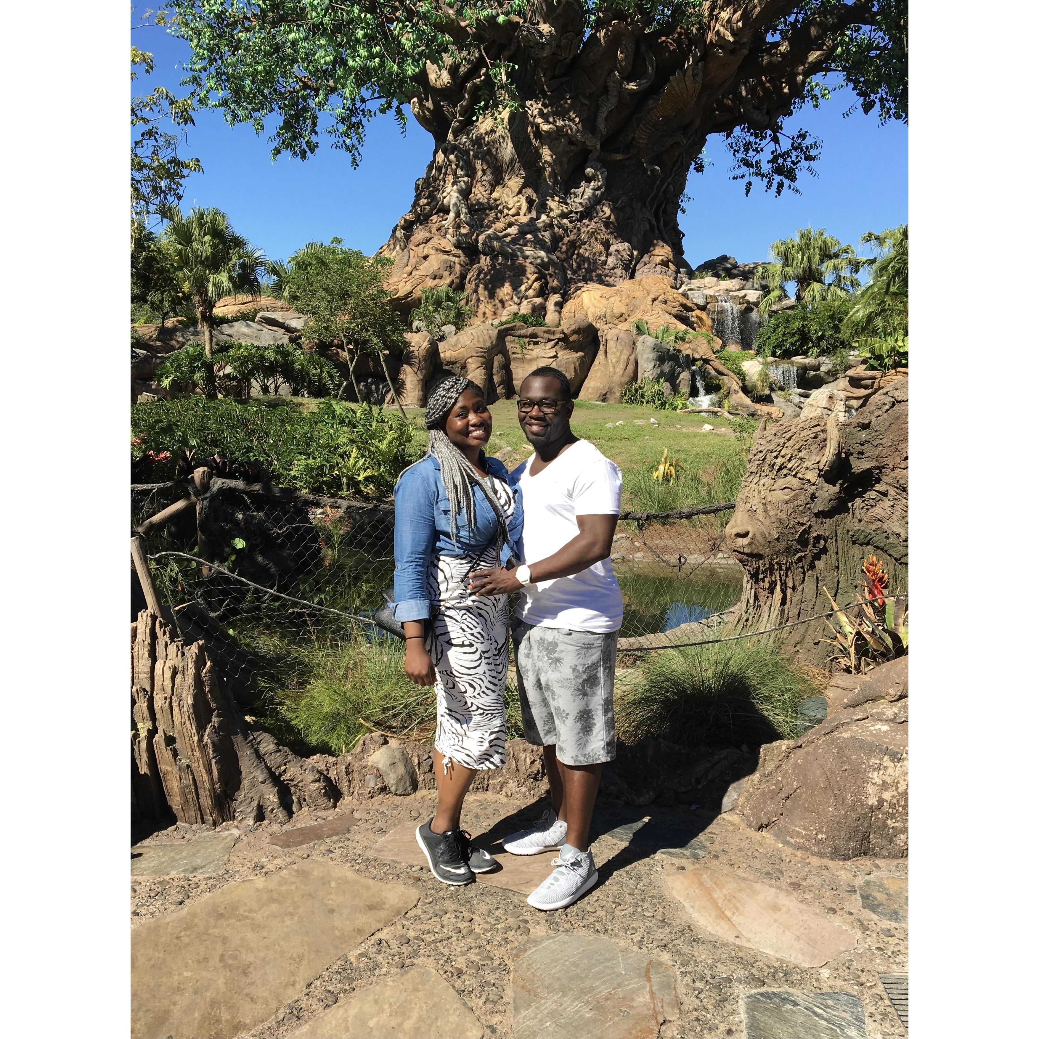 2016 Walt Disney World Tree of Life