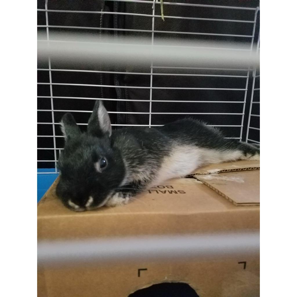 Adopted Reese Oct 2017