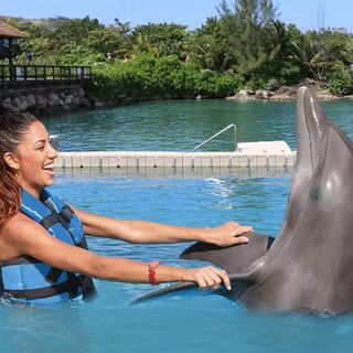 Dolphin Royal Swim for 2 - Montego Bay