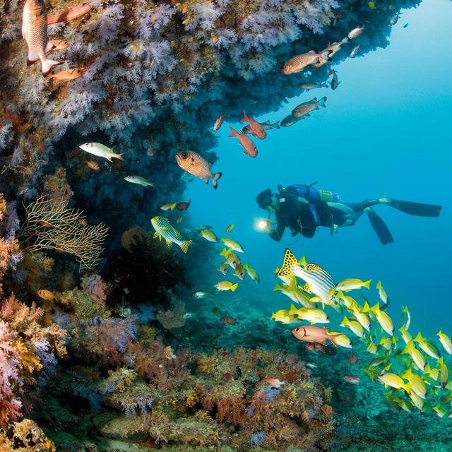 Scuba Diving