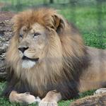 Lincoln Park Zoo