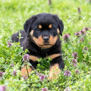 Our New Puppy
