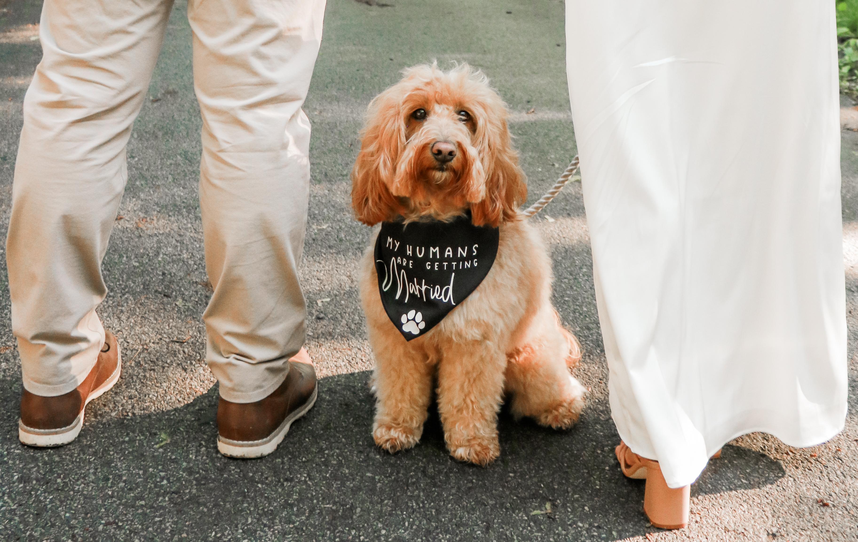 The Wedding Website of Marin Varney and David Picinich