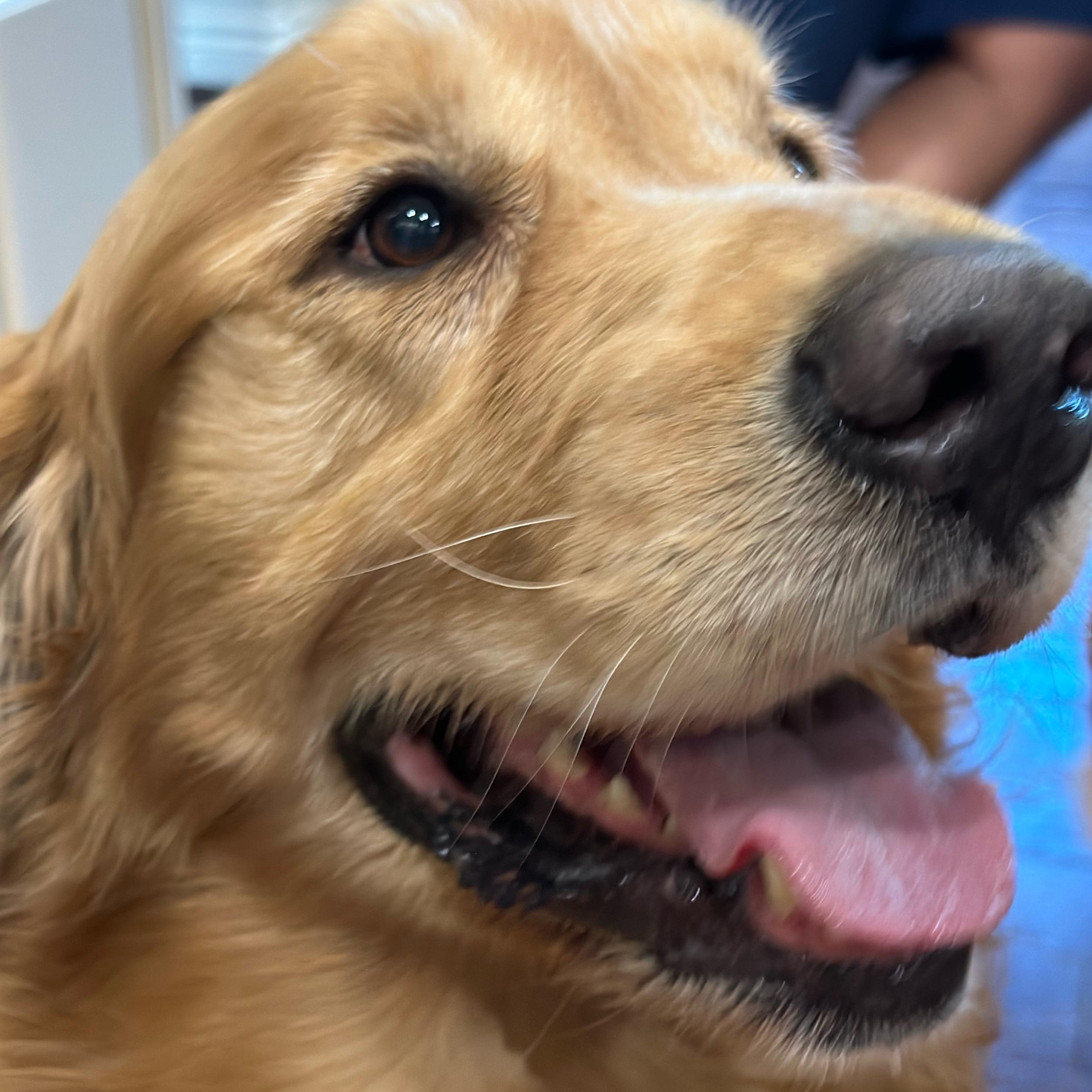 Get Brett a dog!!!