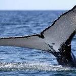 Dolphin Fleet Whale Watch