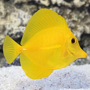 Tropical Fish Tank Fund
