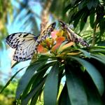 Butterfly Rainforest at the Florida Museum of Natural History