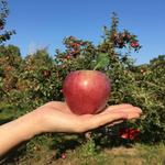 Becker Farms | Vizcarra Vineyards & Becker Brewing Co.