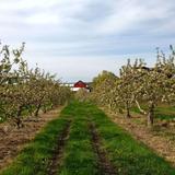 Apple Barn Orchard & Winery