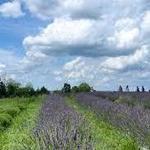 Lavenwood Farms