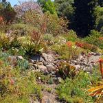 University of California Botanical Garden