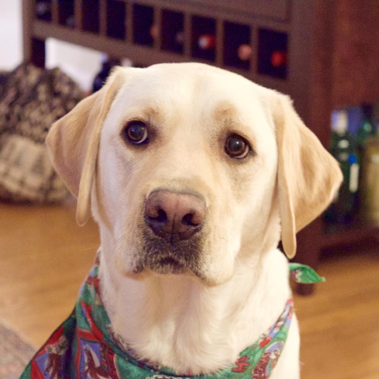 Hogan!
