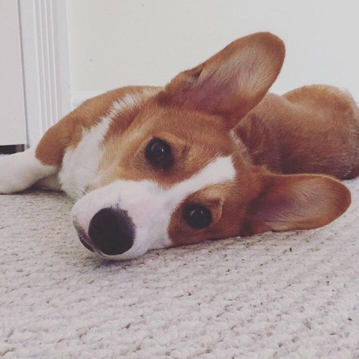 our first fur baby Wrigley