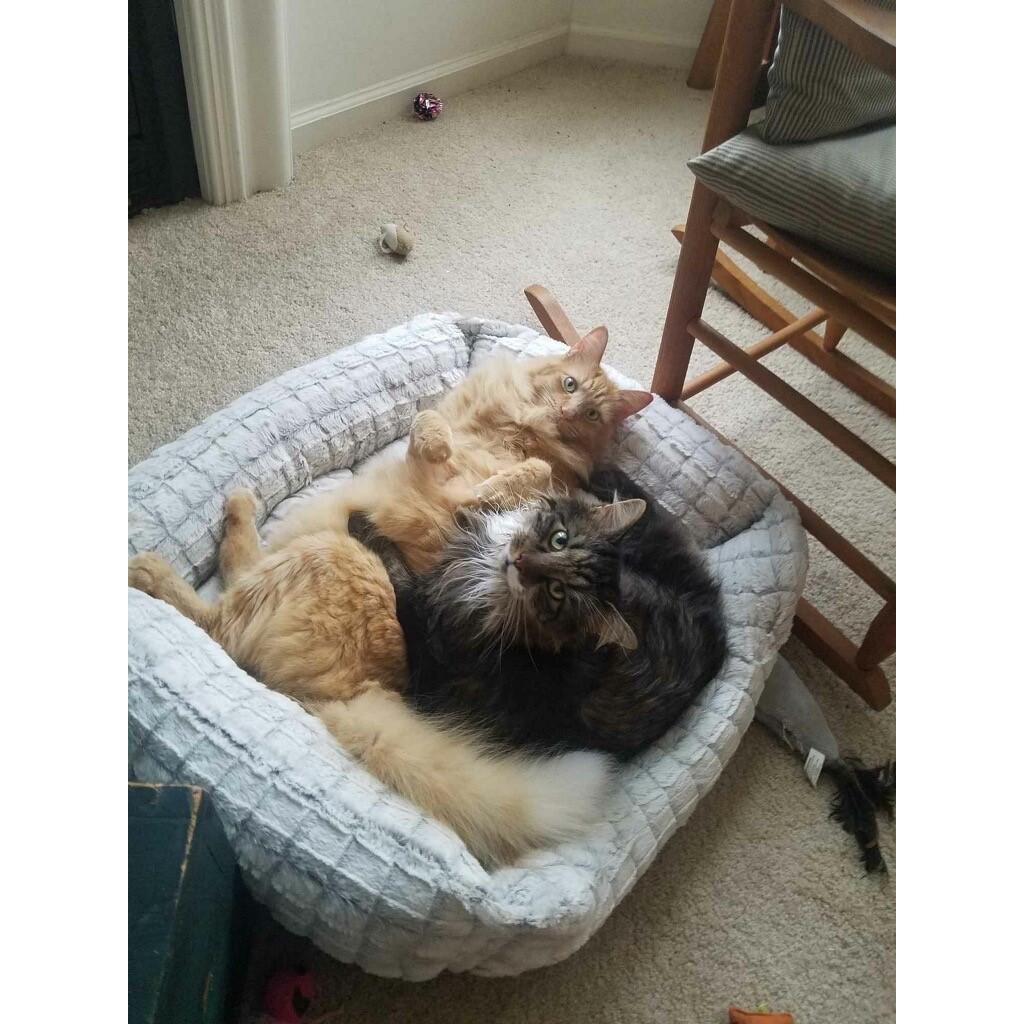 Marcel and Talbot
