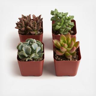 4-Piece 2" Assorted Succulent Collection