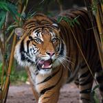 Houston Zoo