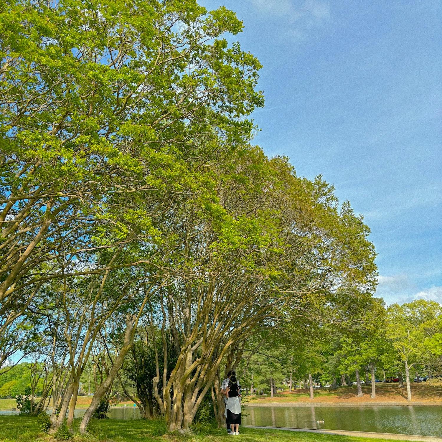 Byrd park underneath a magical ring of trees where Mitch proposed. 4.20.24