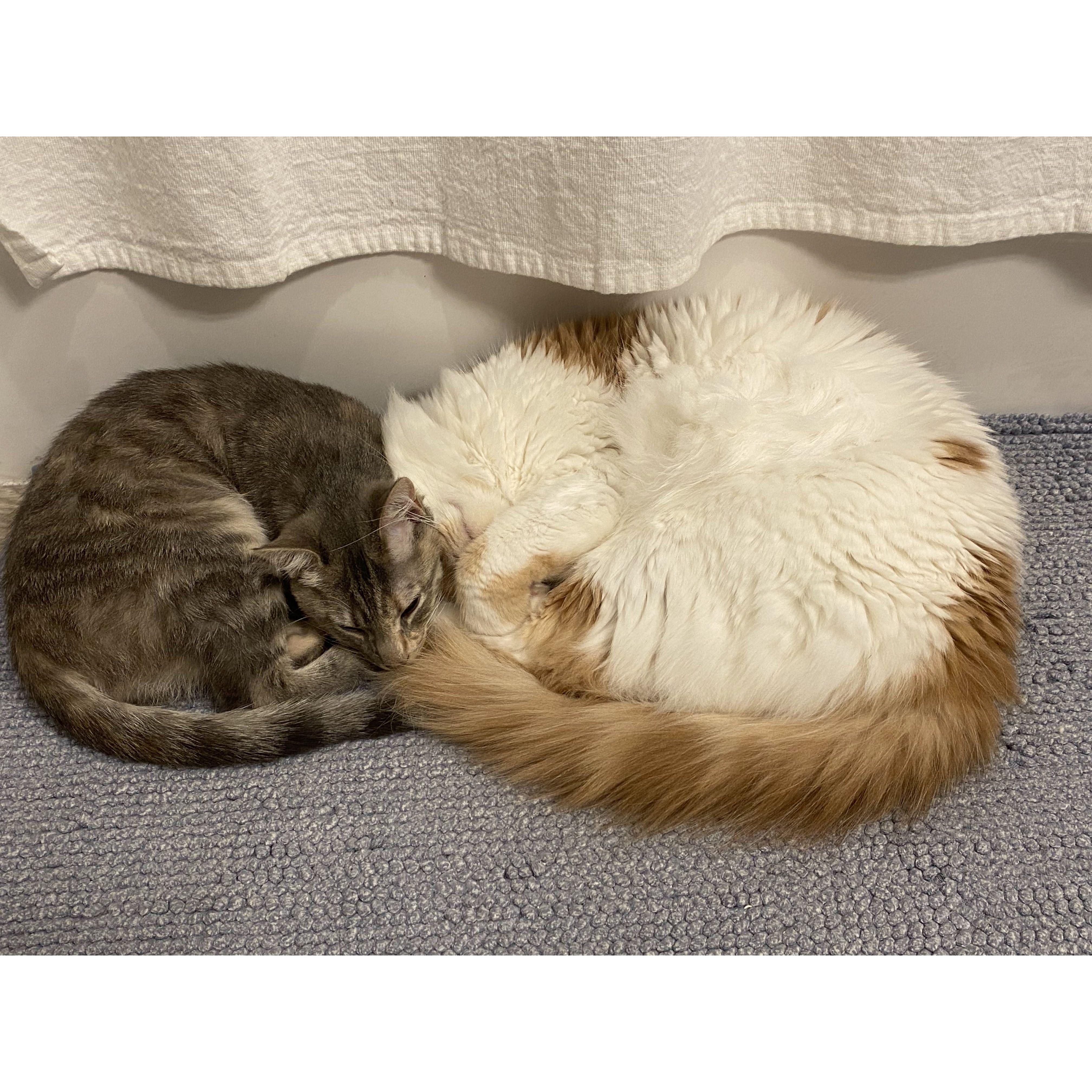 The first time Leo and Bunny snuggled together.