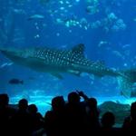 North Carolina Aquarium, Fort Fisher