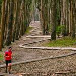 Andy Goldsworthy's Wood Line