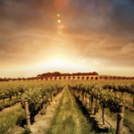 Cucapah Wine Tours