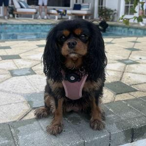 Treats for Padme